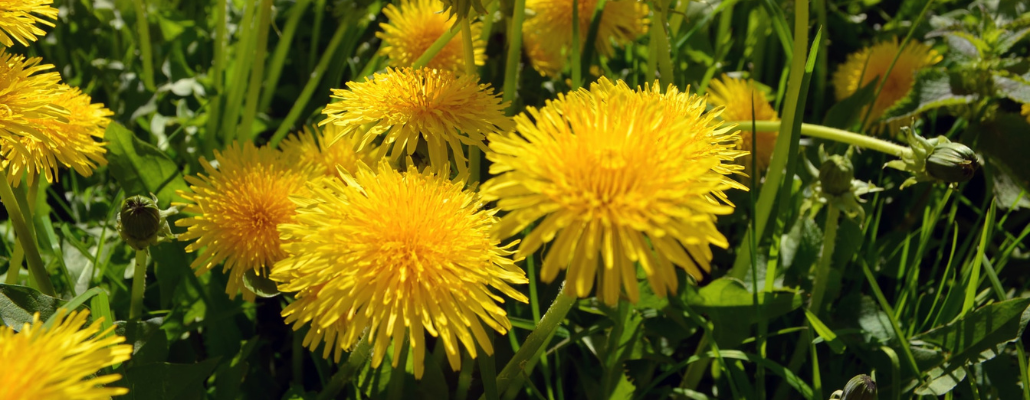 Fleurs des Pyrénées Mariano